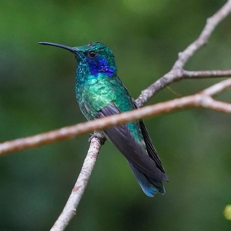 Campo Azul - モンテベルデ エクステリア 写真