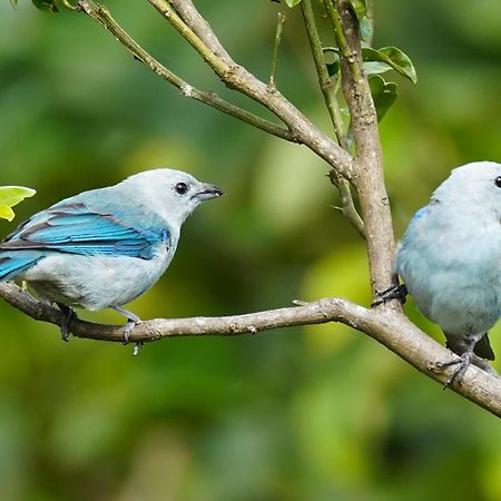 Campo Azul - モンテベルデ エクステリア 写真